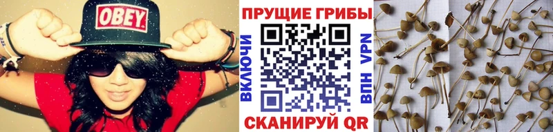 наркота  Новотроицк  shop наркотические препараты  Псилоцибиновые грибы Cubensis 